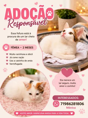 Gatinha Filhote 2 Meses.