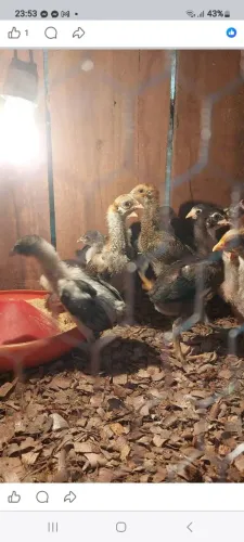Pintinhos caipira 