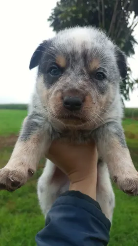Filhotes de Blue Heeler
