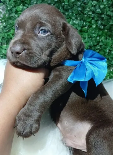 Labrador Retriver - Caramelo/preto ou chocolate temos disponíveis.