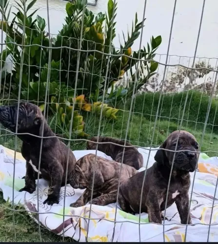 Casal de fila brasileiro
