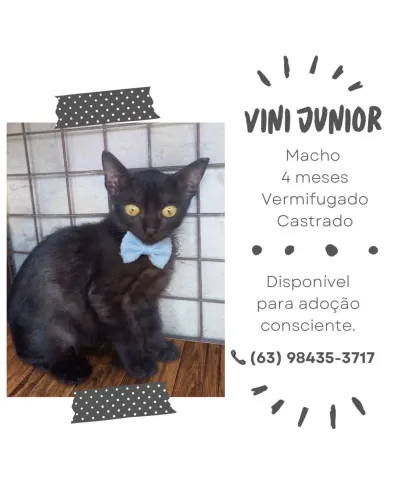 Adoção 