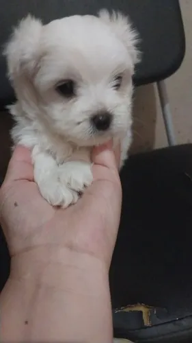 Maltês 