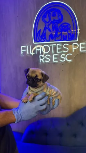 Pug lindinho, também temos fêmeas  