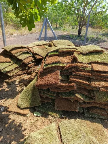 Vendo Grama Esmeralda