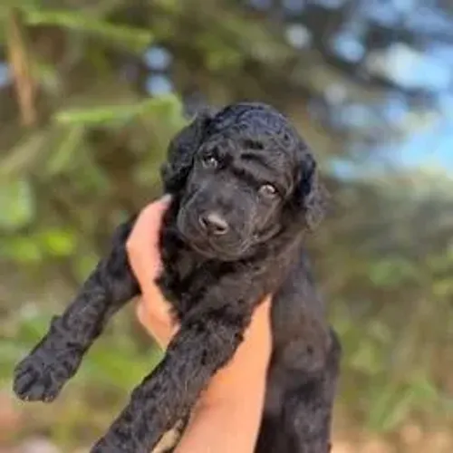 Poodle,Poodle Filhote Disponível Entrega Facilitada