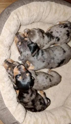 Daschund 