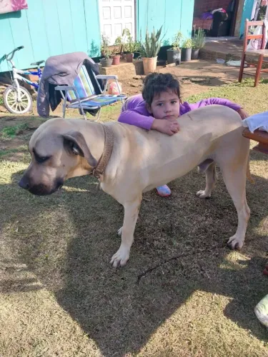 Fila brasileiro para doação 