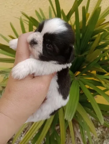 Shih Tzu macho com pedigree, entregamos em 10x no cartão.