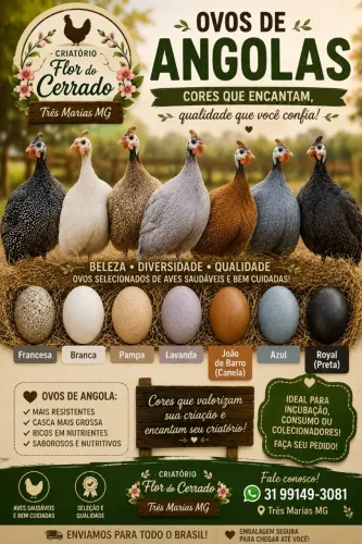 Vendo ovos galados de Angolas, várias cores, á dúzia $180,00 + sedex