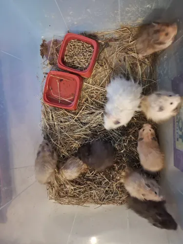 Hamster sirio variados