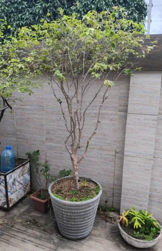 JABUTICABEIRA E PÉ DE ACEROLA EM JARRO!!!