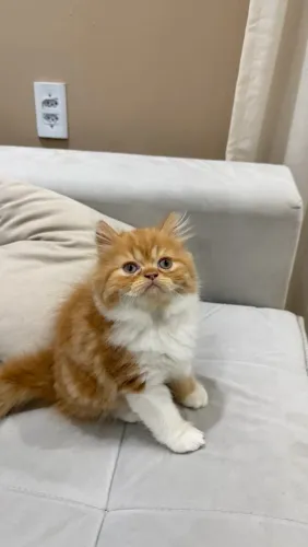 Gato Persa Filhote Macho