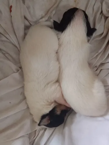Vendo Fox paulistinha 
