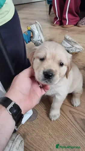 Baby ativo e brincalhão Golden Retriever