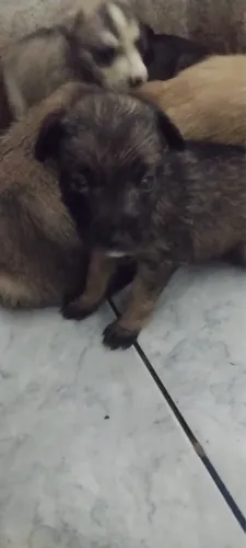 Pastor alemão com husky