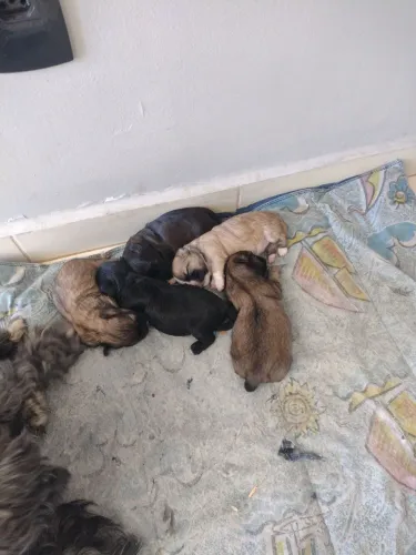 Filhote de shih Tzu 14 dias de nascido
