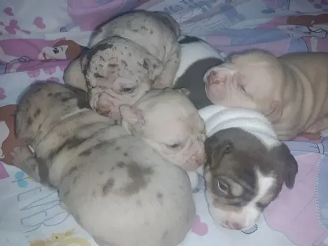 DOACAO DE PITBULL