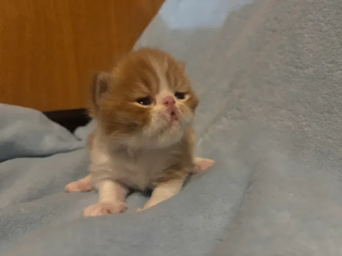 Gatinhos persas