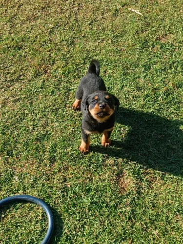 Filhote Rottweiler de Procedência