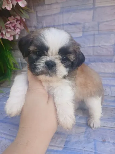 Shitzu machinho mini tricolor