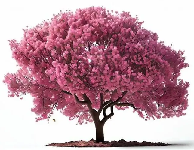 Cerejeira do Japão Rosa mudas 