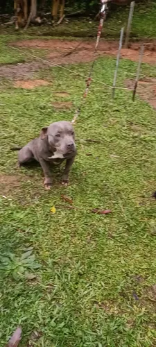 American Bully BLUE pockt