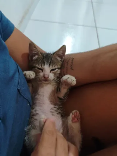 GATO PARA ADOÇÃO 