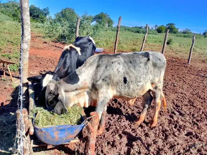 Vende se garrote girolando e novilha holandesa 3/4