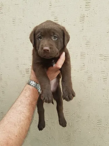 Seu Labrador Está Aqui ?