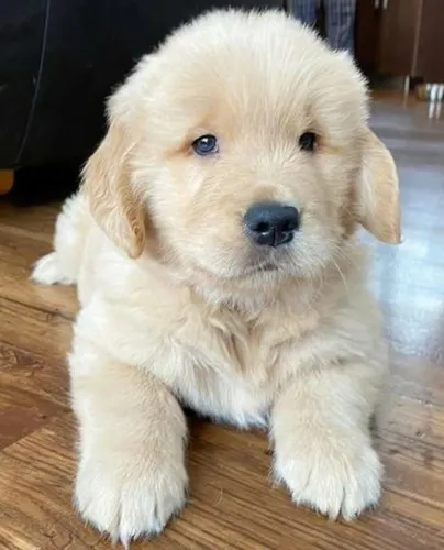 Filhotes de Golden Retriever | Muito amor esperando família!