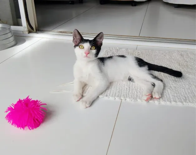 Gatinho para adoção