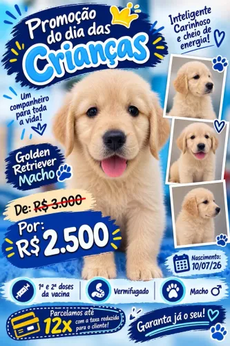 Filhote de Golden Retriever macho