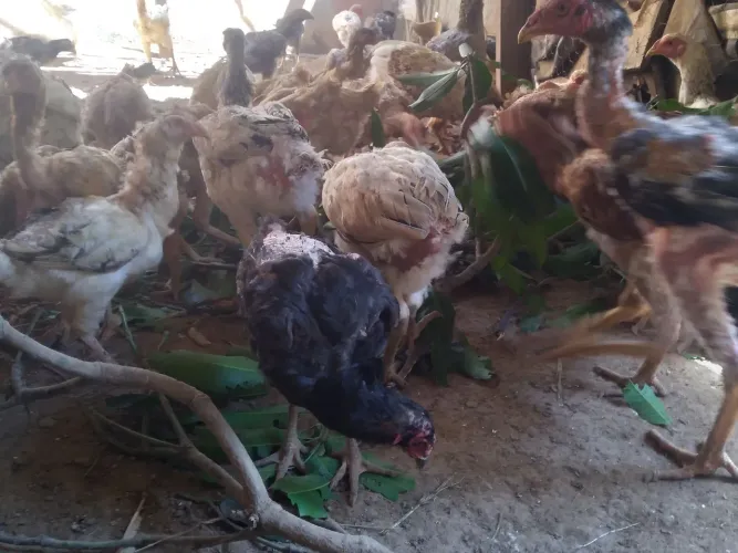 Vendemos lote de galinhas caipira