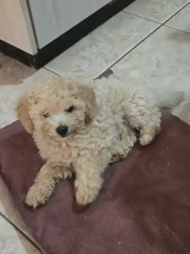 Vendo poodle toy macho 2 meses. Vacinado e vermifugados. 