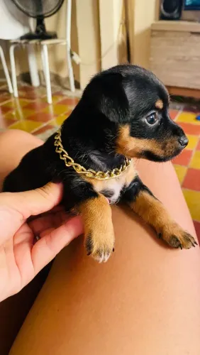 Vendo pinscher 1 fêmea 
