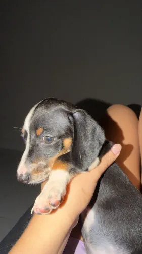 Dachshund fêmea / cofap/ salsicha 