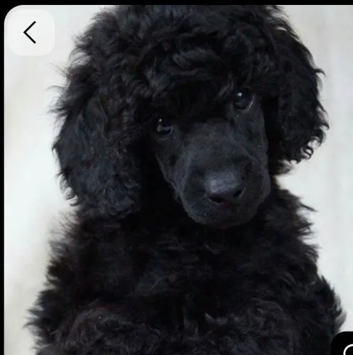 Poodle gigante filhotes pretos