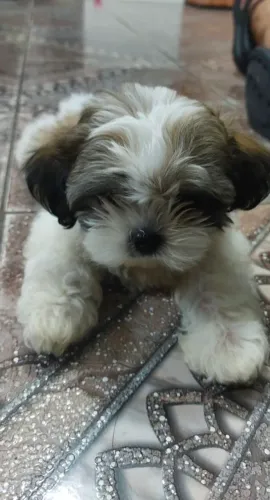 Linda Shih Tzu Fêmea 3 Meses
