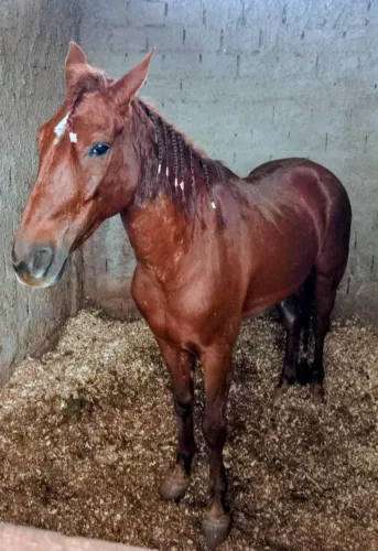 Cavalo