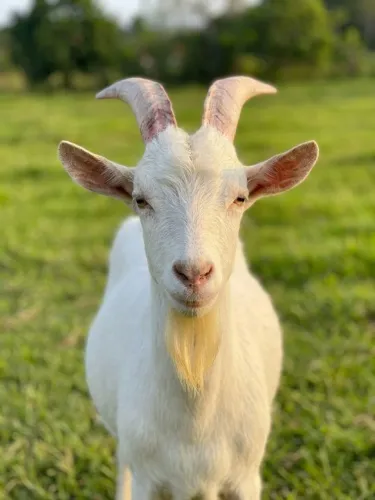 Cabrito saanen puro de oringem