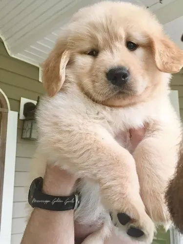 Golden Retriever Uma opção diferente acaba de aparecer