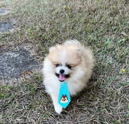 Spitz alemão anão vacinado 48 dias