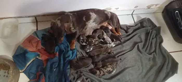 Lindos filhotes de Basset Cofap Salsichinhas