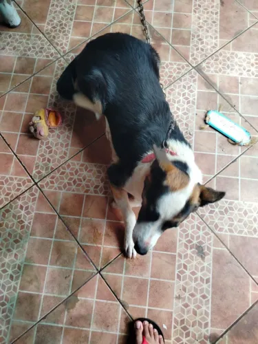 Doação Cachorra Pastor Alemã 