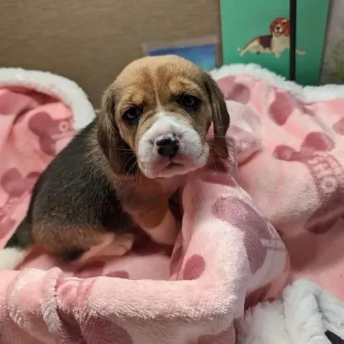 Filhotes de Beagle | Carisma em quatro patas.