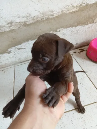 Pit bul x Weymaranner (Fêmea)