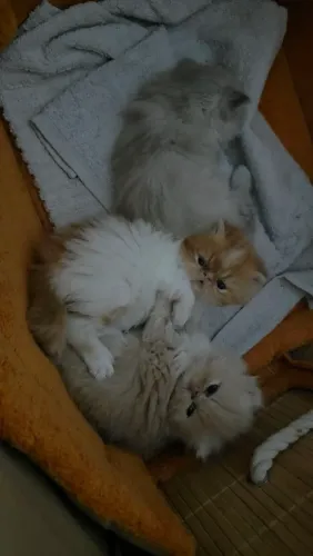 Filhote de Gato Persa