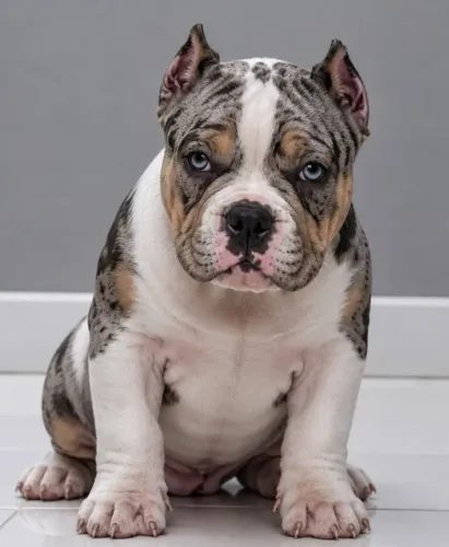 AMERICAN BULLY LEGÍTIMOS CÃES COM PEDIGREE