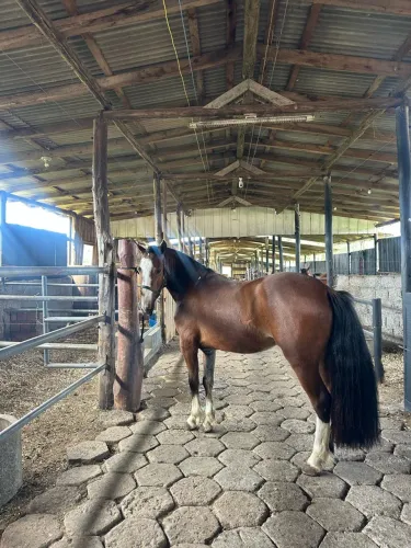 Cavalo Crioulo á Venda